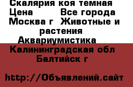 Скалярия коя темная › Цена ­ 50 - Все города, Москва г. Животные и растения » Аквариумистика   . Калининградская обл.,Балтийск г.